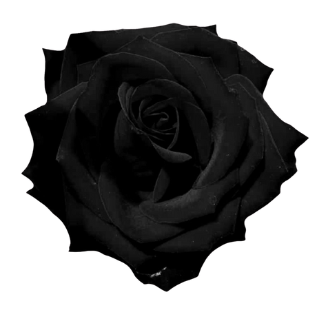 black rose png - Pesquisa Google