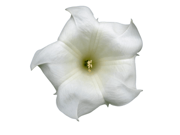 Moonflower Plant Care and Growing Guide