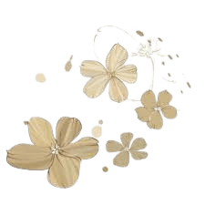 light beige flower png - Google Search