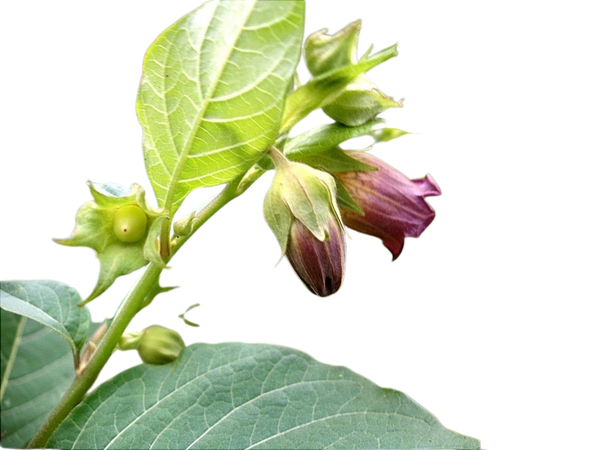 belladonna