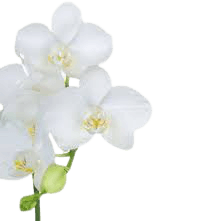 Google Image Result for https://previews.123rf.com/images/natliz/natliz1801/natliz180100035/93484527-white-orchids-tropical-flowers-exotic-plants-floral-background-card-frame-border-template-.jpg