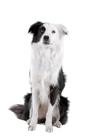 black white dog border collie