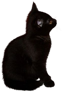 black cat png filler