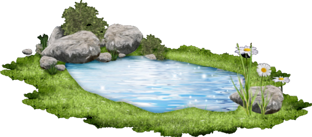 pond water - Google Search