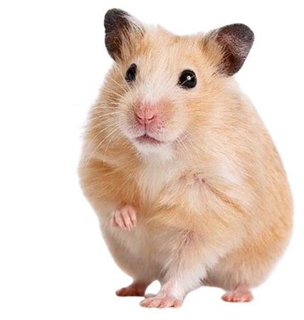 hamster png