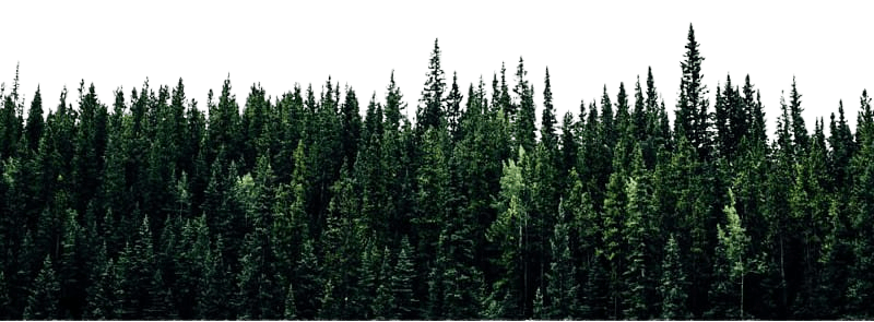 fir tree forest