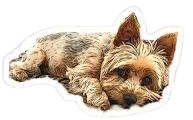 dog laying down - Google Search