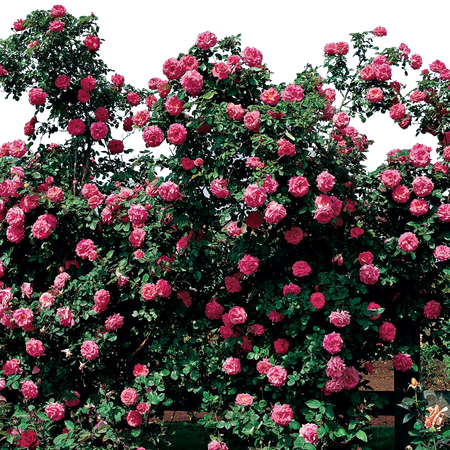 climbing rose wall hedge pink