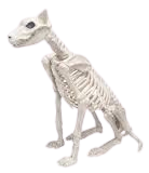skeleton dog