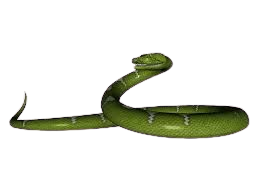 green snake png - Google Search