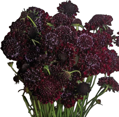black beauty scabiosa flowers bloom floral