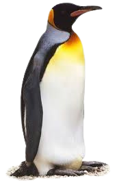 penguin - Google Search