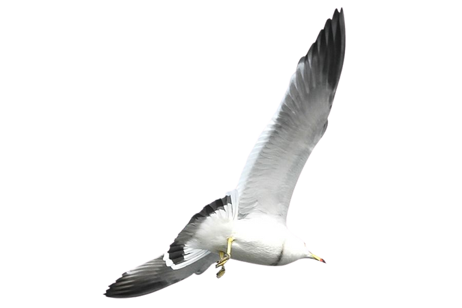 kisspng-european-herring-gull-flight-bird-common-gull-flying-seagulls-5a9ac8d7bee285.1387782715200933997819.jpg (900×600)
