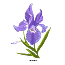 purple iris - Google Search