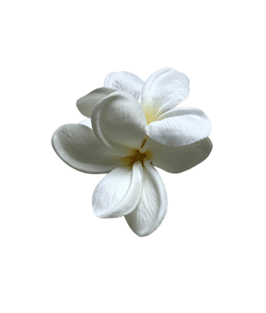 Plumeria Hair Clip Two Frangipani White Realistic Silk Flower - Etsy