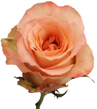 Aubade Antique Unique Peach Rose | FiftyFlowers.com