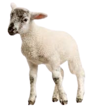 sheep png - Google Search