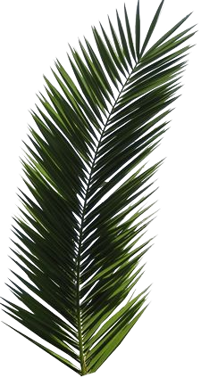 palm leaves