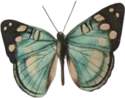 moth butterfly blue
