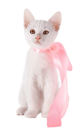 Best Cute White Cat With Pink Bow Stock Photos, Pictures & Royalty-Free Images - iStock