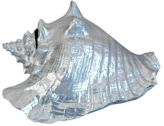 silvery blue conch shell