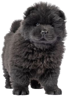black chow chow puppy dogs puppies dog