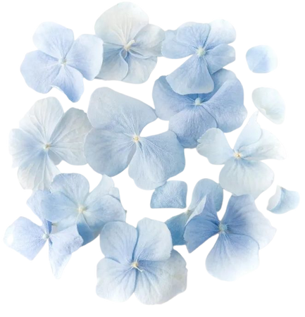 light blue flower petals