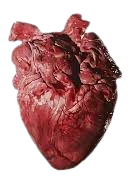 human heart png - Google Search