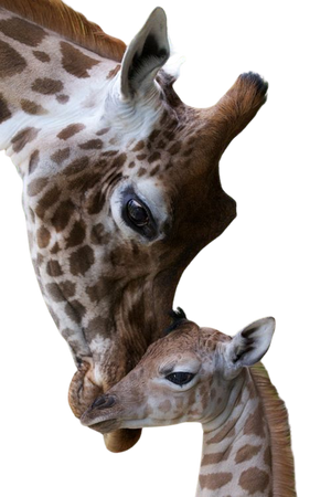 Six Feet of Joy for Dublin Zoo | Animals ~ Giraffes & Elephants