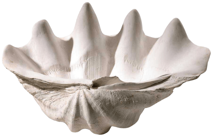 large clam shell - Google-søgning
