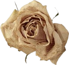 real beige flowers roses png - Google Search