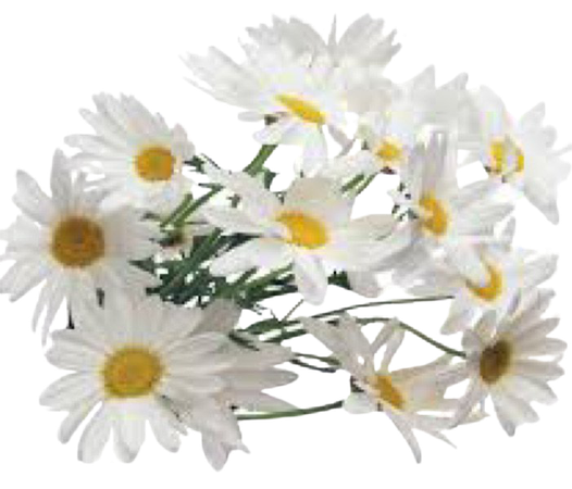 white daisy bundle