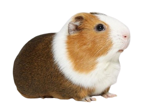 guinea pig - Google Search