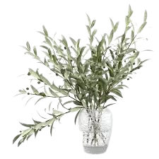 olive branches in vase - Google Search