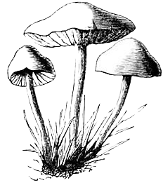magic mushroom sketch - Google Search