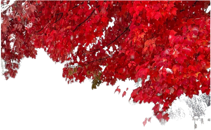 red leaves fall autumn background