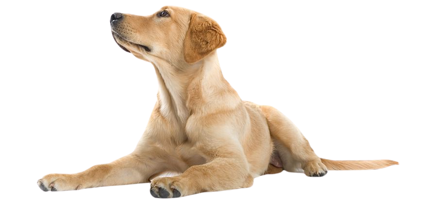 Golden Retriever Background png download - 771*433 - Free Transparent Labrador Retriever png Download. - CleanPNG / KissPNG