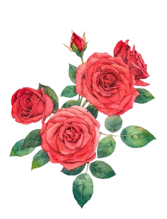 Red Watercolor Roses