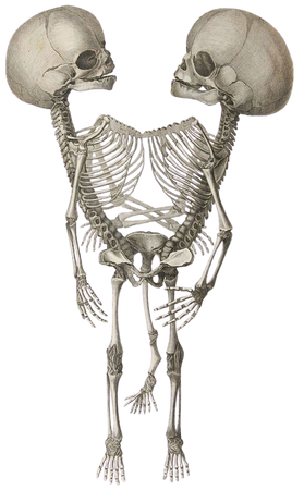 odd skeleton