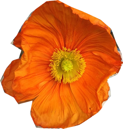 orange Poppy