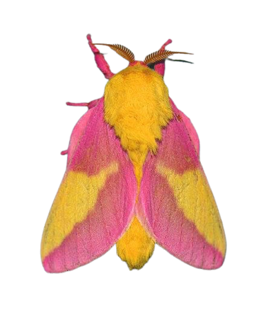 cute moth