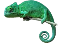Chameleon green - Google Search