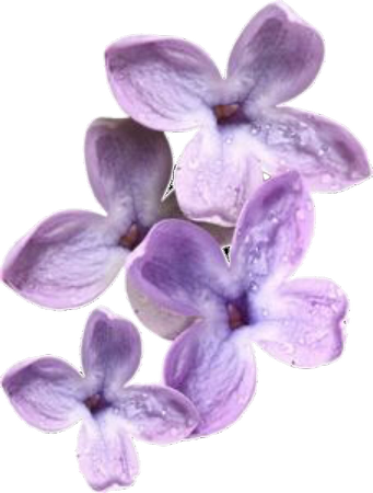 purple flowers png filler