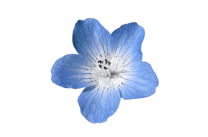 Blue Flowers Png Tumblr - Blue Aesthetic Flower Png PNG Image | Transparent PNG Free Download on SeekPNG