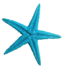 blue starfish png - Google Search