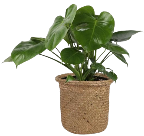 Reviews for Costa Farms Monstera Deliciosa Swiss Cheese Plant in 9.25 in. Seagrass Basket - 10PHILOMONSEA - The Home Depot