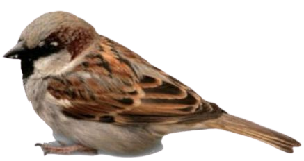 brown bird png filler
