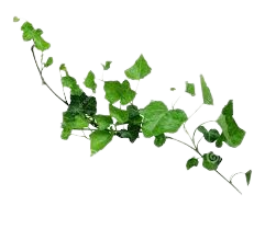 ivy picture - Google Search