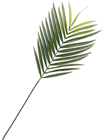 cb2 palm leaf