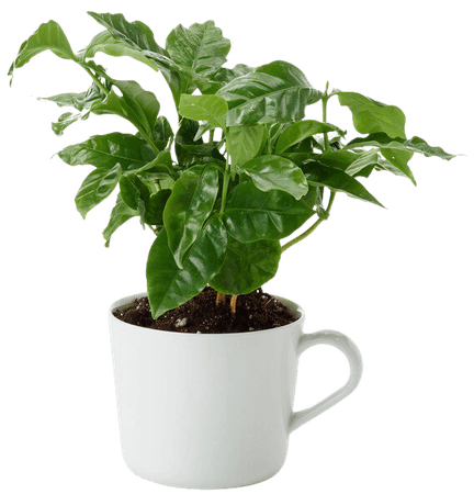 COFFEA ARABICA Potted plant in mug - coffee plant - IKEA